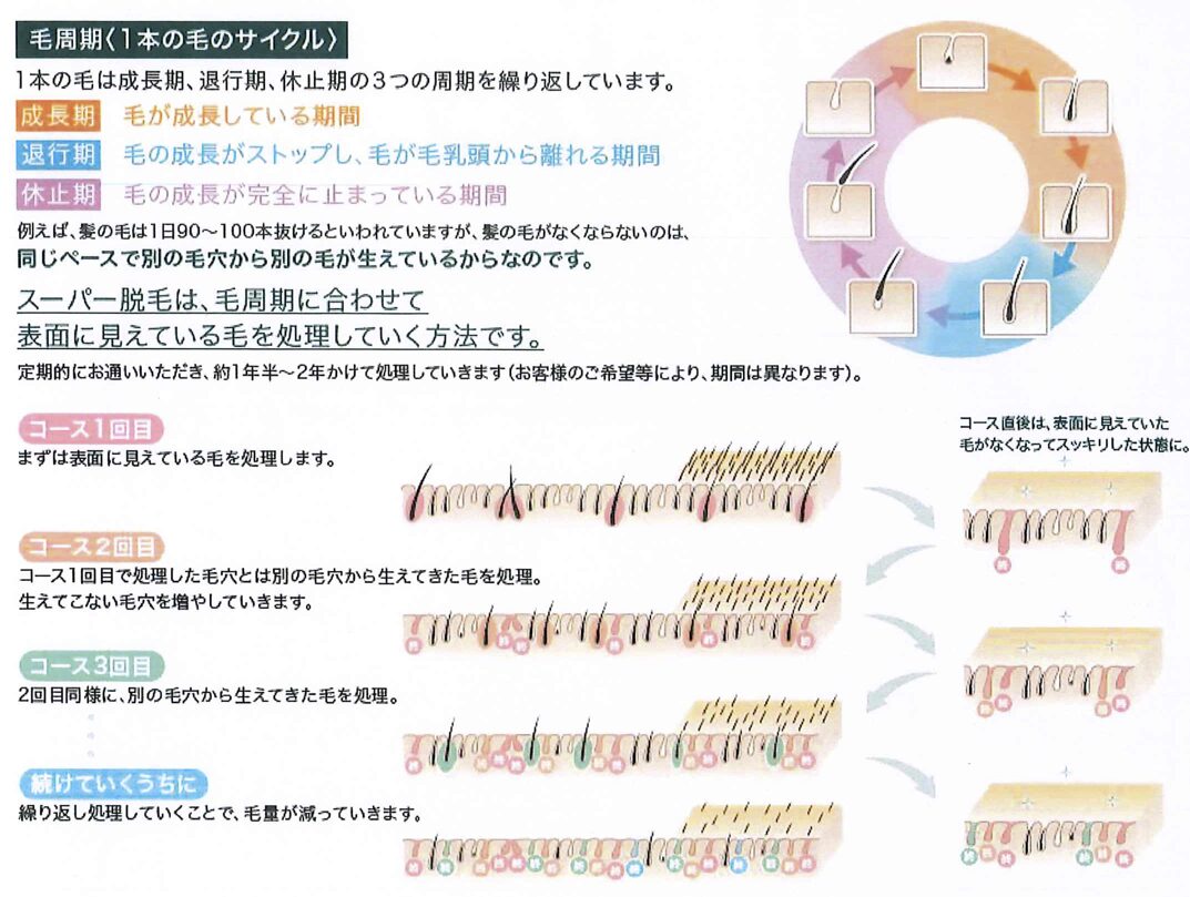 毛のサイクル